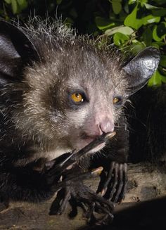 a close up of a small animal on a branch with leaves in it's mouth