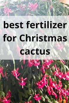 the best fertilizer for christmas cactus