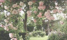 pink flowers are hanging from the branches of trees in a garden with lush green grass