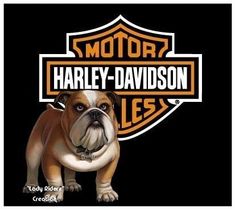 an image of a bulldog with the words harley davidson on it