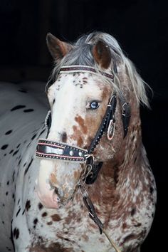 a brown and white spotted horse with blue eyes