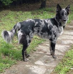 a black and white dog standing on top of a grass covered field next to a stone path