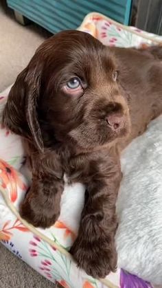 a small brown dog laying on top of a bed