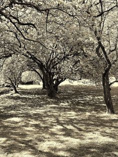 black and white photograph of trees in an open field