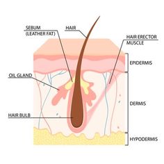 Реалистичная иллюстрация слоев жирной кожи | Бесплатно векторы Hair Follicle, Oily Skin, Healthy Skin, Vector Free, Medical