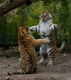 two tigers playing with each other in front of trees and bushes, caption says safari djunii erik dal