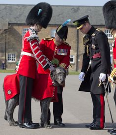 Male Uniform, Wolf Hound, Irish Guards, Irish Wolfhounds, Photos Of Prince, Principe William, Canadian Army