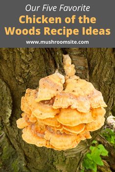 chicken of the woods recipe with mushrooms growing on it and text overlay that reads our five favorite chicken of the woods recipe ideas