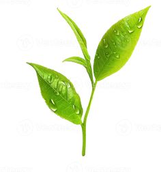 two green leaves with drops of water on them, isolated against a white back ground