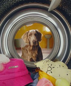 there is a dog that is looking through the hole in the metal bowl with it's reflection