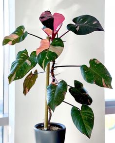 a potted plant with pink and green leaves