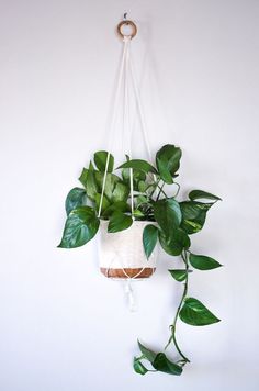 a potted plant hanging from the side of a white wall next to a rope