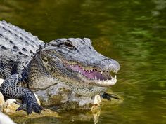 an alligator sitting on top of a rock in the water with its mouth open and it's tongue out