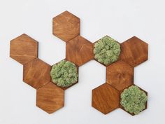 four wooden hexagonals with green plants in them on a white wall background