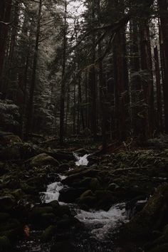 a stream running through a forest filled with lots of trees