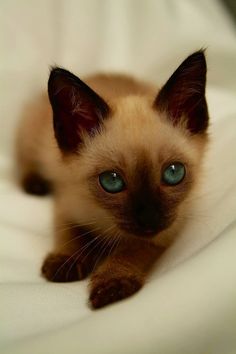 a small kitten with blue eyes laying on a bed looking at the camera while it's lying down