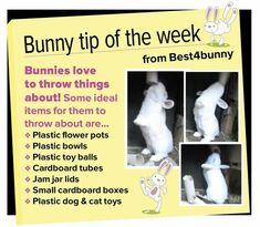 bunny tip of the week from best4bunny, bunnies love to throw things about some ideal items for them to throw about art