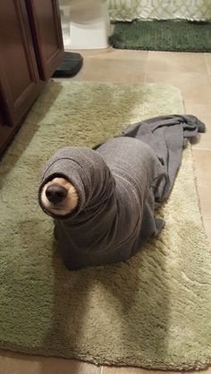 a dog wrapped in a towel laying on the floor