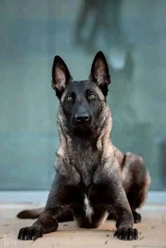 a black and brown dog sitting on top of a wooden floor