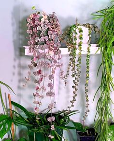 some plants are hanging on the wall in front of a potted plant and vase