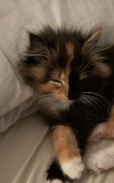 a kitten sleeping on top of a bed next to pillows