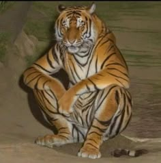 a tiger sitting on the ground with its legs crossed in front of it's body