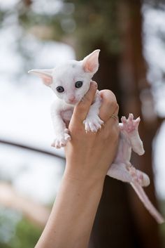 a person holding a small white kitten up to the camera while it's being held