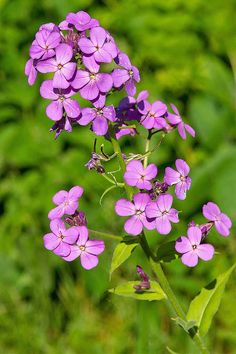 purple flowers are blooming in the field