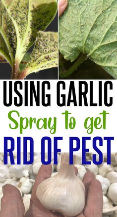 garlic is the best way to get rid of pests from your garden or yard