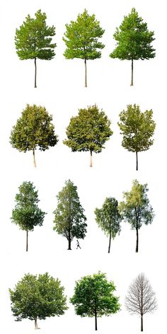 several different types of trees on a white background