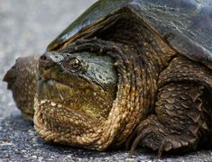 a close up of a turtle laying on the ground with it's eyes open