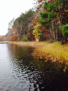 a body of water surrounded by trees and grass