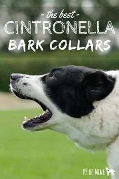 a black and white dog with its mouth open in front of the words, the best citronella barkcollars