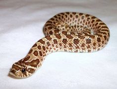 a close up of a snake on a white surface