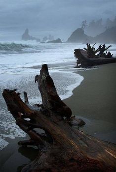 driftwood on the beach with waves coming in from the ocean and foggy sky