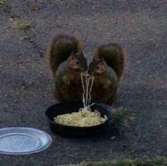 two squirrels eating spaghetti out of a black bowl