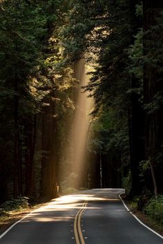 the sun shines through the trees on a road surrounded by tall, green trees