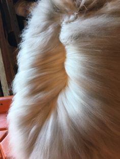 the back end of a dog's head with long white hair on top of it