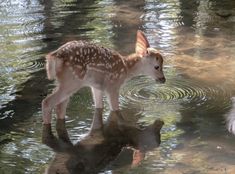 a baby deer is standing in the water