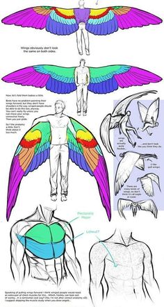 an image of different types of wings and their functions in the body, from top to bottom