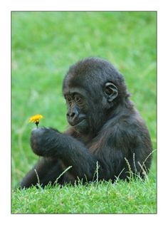 a baby gorilla sitting in the grass with a yellow dandelion on its finger