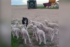 a herd of sheep standing on top of a grass covered field next to a tractor