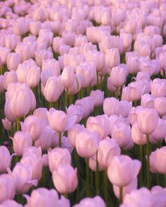 a large field of pink tulips in full bloom with the petals still open