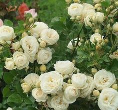 white roses are blooming in the garden