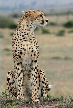 a cheetah sitting on top of a dry grass field