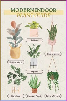 the modern indoor plant guide for beginners to learn how to care for houseplants