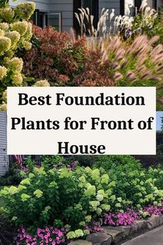 the best foundation plants for front of house