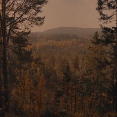 a forest with lots of trees and mountains in the background