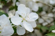 white flowers are blooming on the tree