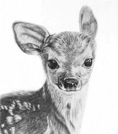 a black and white drawing of a baby deer with big ears looking at the camera